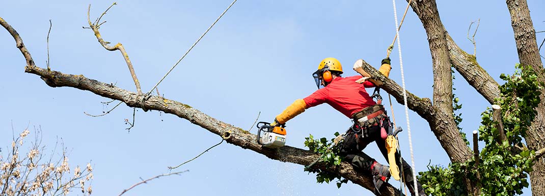 Wianne Foldi Multiservices : abattage arbre à Troyes (10), Sens (89) & Provins (77)